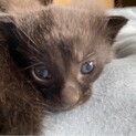 雑種の子猫たち　黒猫