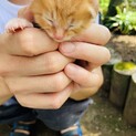 親猫とはぐれてしまった子猫の里親を募集します
