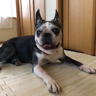 まだまだ元気！！ボストンテリアの笑ちゃん