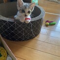 ハスキーみたいなサバトラ☆