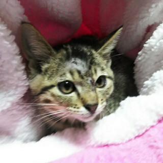 ゴロゴロ娘のわらびちゃん