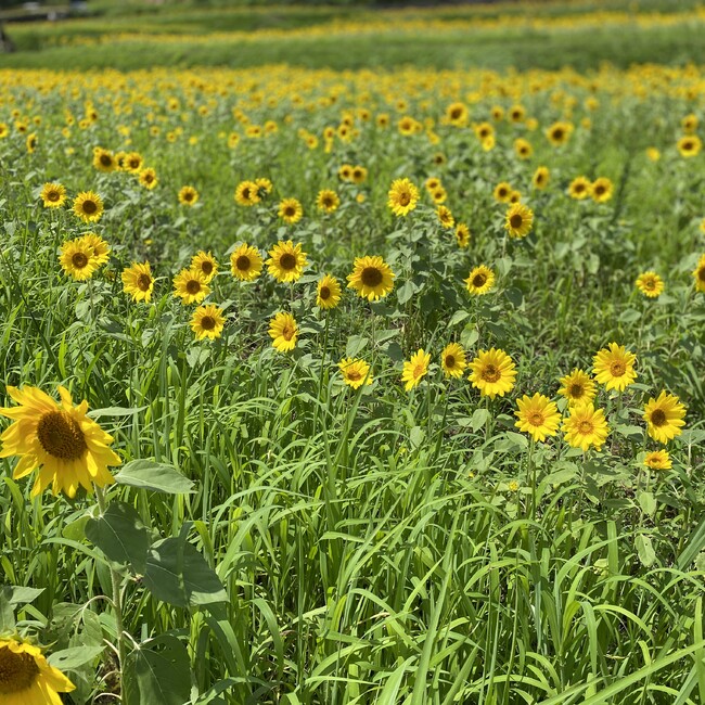 日葵ママのカバー写真