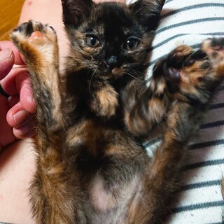 復活したサビちゃん♪