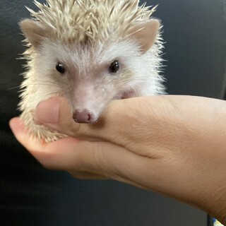 ハリネズミ♂男の子
