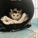 足治療中の殿さま