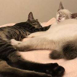 保護している仔猫ちゃん達