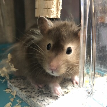ショコラさん