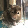 ショコラさん