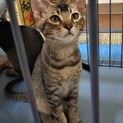 先住猫さんのお友達に