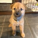 【募集停止】マイペースだけど遊び大好き♪りん君