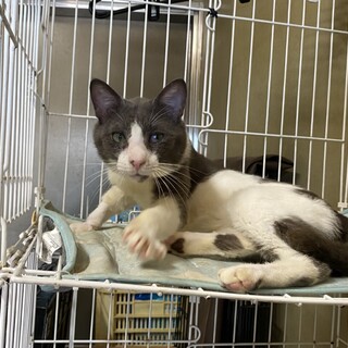 団体に引き取られました。