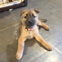 【募集停止】甘えんぼの風（ふう）ちゃん