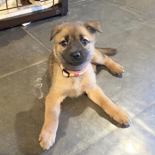 【募集停止】甘えんぼの風（ふう）ちゃん