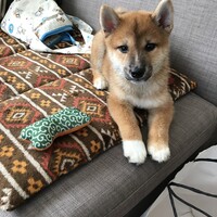 たび