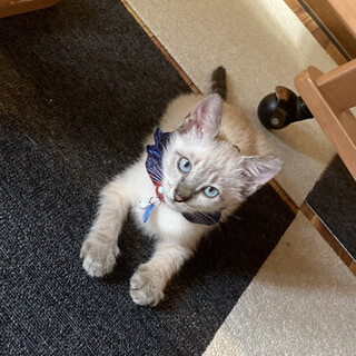 超美猫です！しあわせにしてくれる方募集します。