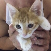 ハト