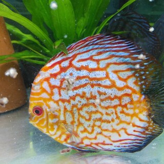 【応募者多数の為、一時中断しています】