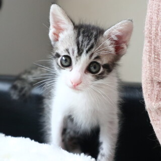 お目目ぱっちり貴公子セサミくん