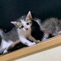 子猫里親募集