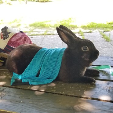 暑いですが公園にお散歩に行ってきました