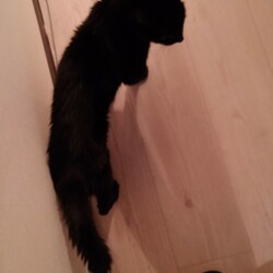 「猫のしっぽ」サムネイル2