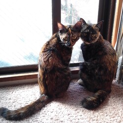 「猫のしっぽ」サムネイル3