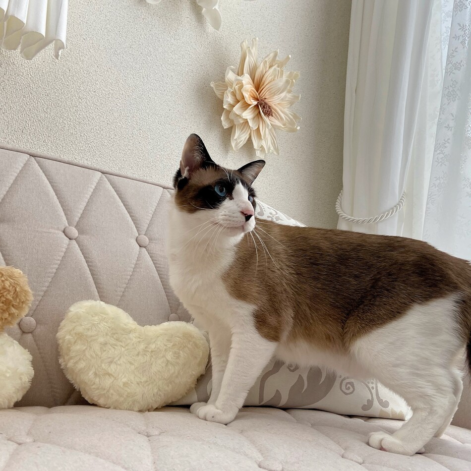 ユキムラのカバー写真