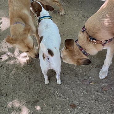 所沢ドッグラン　ベンちゃんと初しんのすけくん