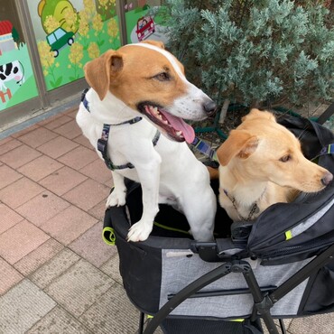 レモンくんとドギーズアイランド