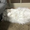ゆずぽんす