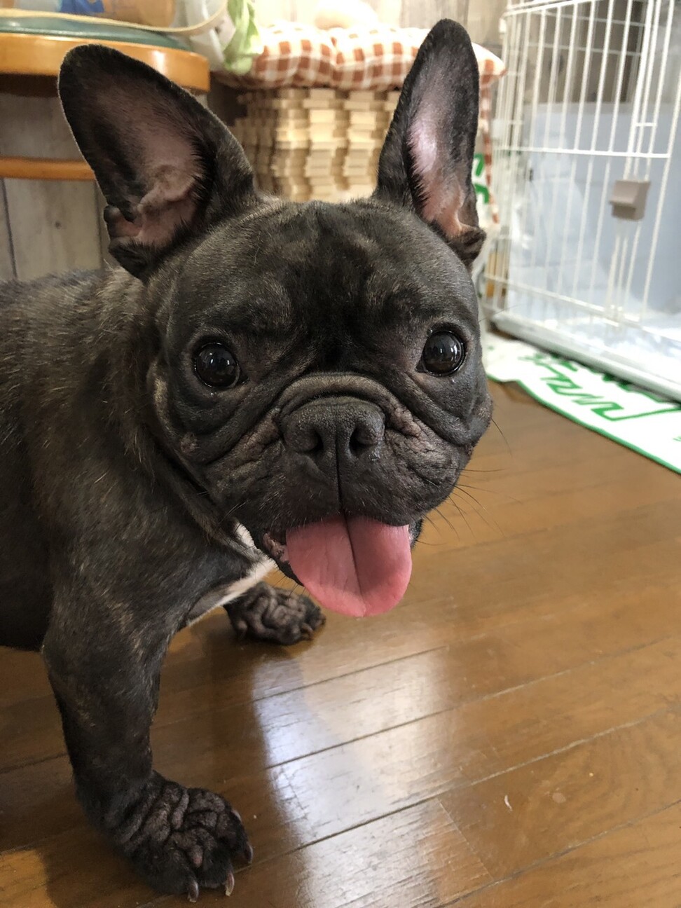 穏やかなフレブル まつこちゃん 神奈川県 犬の里親募集 ペットのおうち 月間利用者150万人 穏やかなフレブル まつこちゃん 神奈川県 犬の里親募集 ペットのおうち 月間利用者150万人