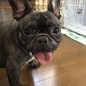 穏やかなフレブル♀まつこちゃん