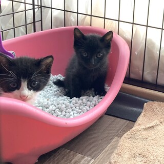 抱っこ大好き甘えん坊兄弟。