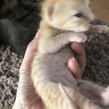 生後2~3週の子猫3匹