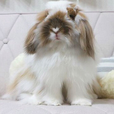 我が家に来た当初はガリガリでしたが、今はこんなにモッフモフ！