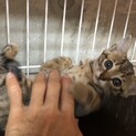 人恋しい甘えん坊　けいちゃん