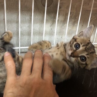 人恋しい甘えん坊　けいちゃん