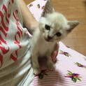 かんなちゃん、里親さま決定しました。