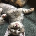 しょこたん、里親さま決定しました
