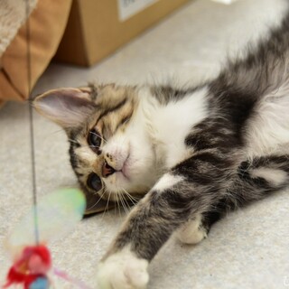 やや長毛☆ごろすり雉白子猫【夏目】5月上旬生