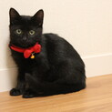 メロン色のつぶらな瞳の黒子猫の里親募集〔至急〕