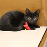 メロン色のつぶらな瞳の黒子猫の里親募集〔至急〕 サムネイル2