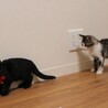 メロン色のつぶらな瞳の黒子猫の里親募集〔至急〕 サムネイル3