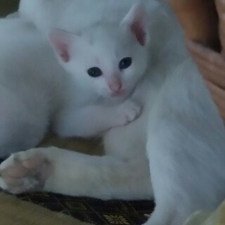 生後1ヶ月ほどの白猫です。