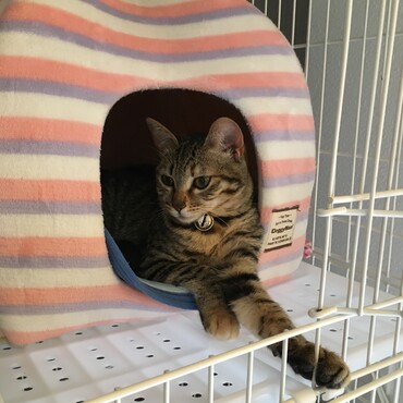 ハウスで休憩中(響)