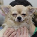 サボ（Lチワワ）