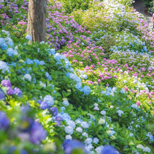 チゴラプスのカバー写真