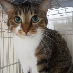 予約制猫のはこぶね里親会