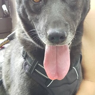 　雑種　オス　２歳