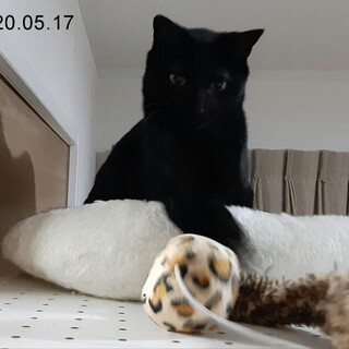 ビビリだけど遊ぶの大好き 黑猫あずきくん